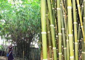 Bamboo Tissue Culture Plant