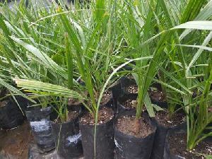 Date Palm Tissue Culture Plant