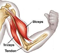 Biceps Tenodesis Treatment Surgery