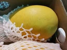 Kesar mangoes