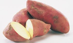 fresh sweet potato