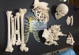 Disarticulated Human Skeleton