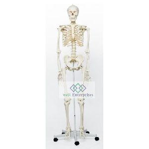 Pvc Plastic Medical Grade Human Skeleton Female Life Size ( Tall 162 Cms), Features: Unbreakable