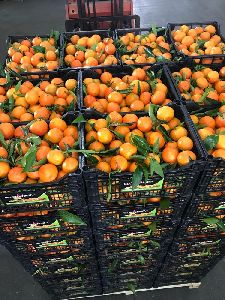Organic Orange delicious fresh navel oranges