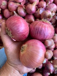 Fresh Pink Onion