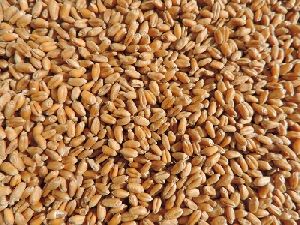 Wheat Seeds