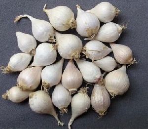 Single Clove Garlic