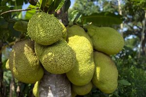 Jackfruit plant
