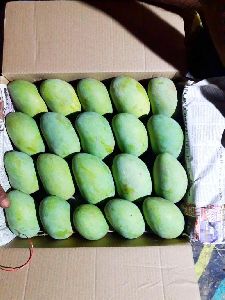 Mango fruit exporter