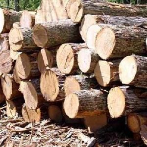 Brown Timber Logs
