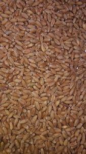 Sharbati Wheat