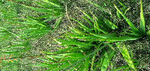 Aloevera Baby Plants
