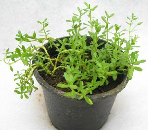 Brahmi Plant