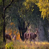 Kanha Tiger Reserve Tour Packages