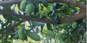 Fresh Mangoes