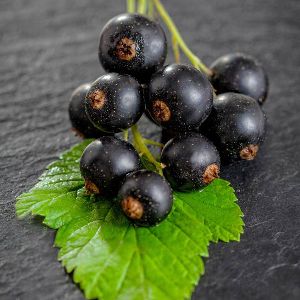 Blackcurrant seed oil