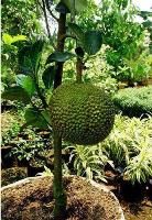 Fanas Plant (Jack Fruit) (Katahal)