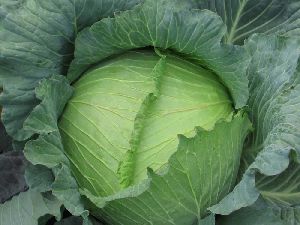 fresh cabbage