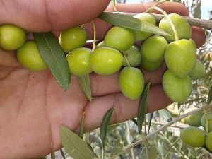 Fresh Olive