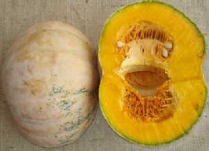 Full Mature Pumpkin