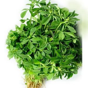 Organic Fenugreek Leaves