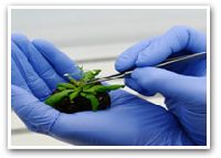Agricultural Biotechnology Services