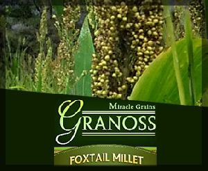 foxtail millet