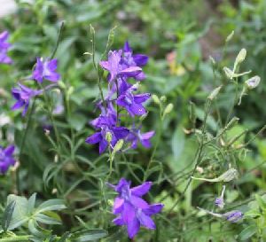 Larkspur Seeds