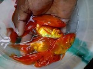 gold fishes