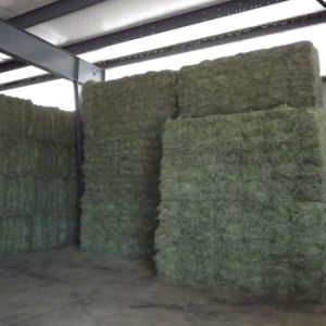 Super Top Quality Alfafa Hay For Animal Feeding