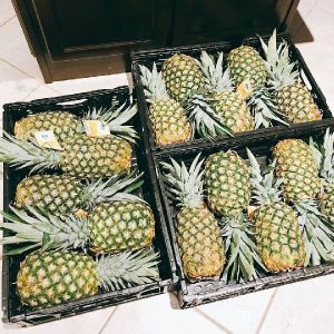 Wholesale Pineapple Canned Delicious High Quality