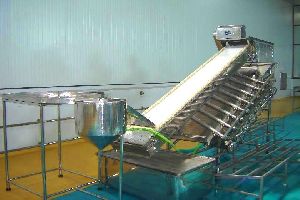 SS PUD Shrimp Washing and Grading  Conveyor