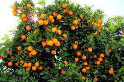 Orange Plant Growth Regulator