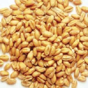 Sharbati Wheat Seeds