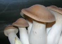 King Mushrooms
