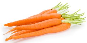 Fresh Carrot