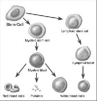 Acute Myeloid Leukemia Treatment (Adult)
