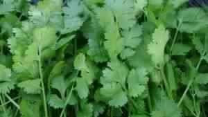 fresh coriander leaves