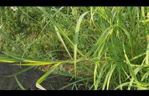 Elephant Gold Grass Seeds
