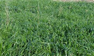 Makhan Grass Seeds