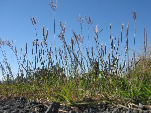 Marvel Grass Seeds