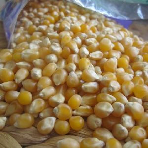 Best Quality Food Grade Yellow Corn