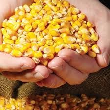 Food grade yellow corn seeds