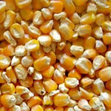 Good grade well selected yellow corn