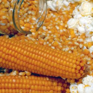 popcorn maize