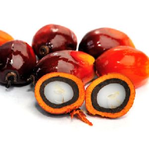 Hot Sale Crude palm oil