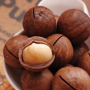 Hot Sale Dried Macadamia Nuts