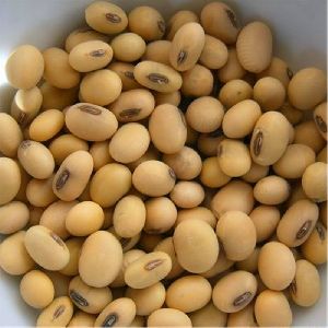 Hot sale soybean seeds