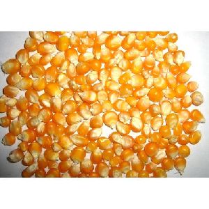 Hot sale yellow corn