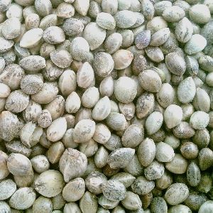 Original Hemp Seeds/Ready for Export